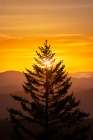 Tree silhouetted at sunrise-Great Smoky Mountains NP-NC Art Print